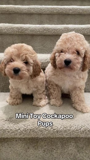 Mini Cockapoo Puppies: Playful and Hypoallergenic