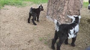 17K views · 606 reactions | Baby Goat Alert! New Nigerian goat twins...