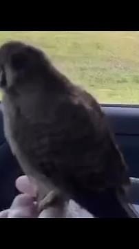 Ever Seen A Drive-By FALCON ATTACK??🦅😧