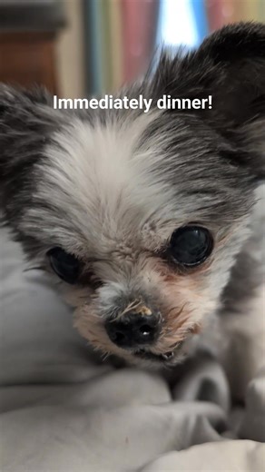 22K views · 2.4K reactions | Here's old man K9 Gizmo's nightly demand...