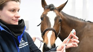 Equine flu and tetanus — why every horse needs to be vaccinated *H&H VIP* - Horse & Hound