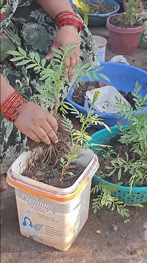 Let's Repot My Marigolds!