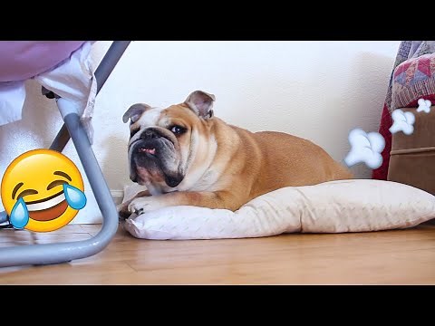 Farting Bulldog