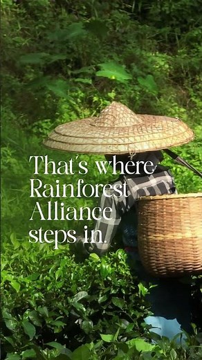 International Day of Forests | Rainforest Alliance | Sustaining what Sustains us