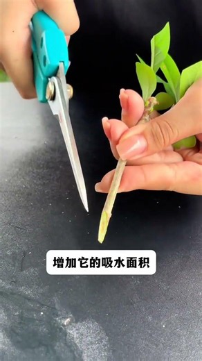 Hydroponic Gardening Success: propagating Gardenia jasminoides