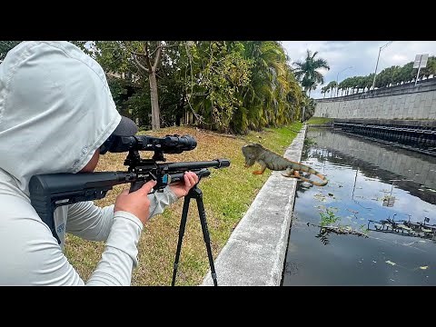 Iguana Hunting Urban Canals with Air Rifles!