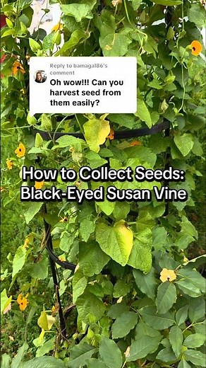 How to Collect Seeds: Black-Eyed Susan Vine #seeds #gardening #gardeningtips