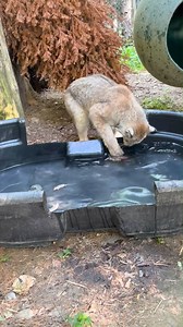 Canada lynx are good swimmers, sometimes crossing large rivers in search of prey. Given their natural comfort in the water, our animal care team presented Yoshi with a cool (and cooling) way to hunt for a meal during this toasty weather: fishing! 📹 Keeper Nora | Stone Zoo