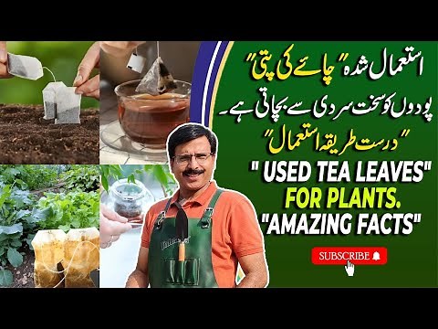 How to make compost of "Used Tea Leaves" for plants | Gardening With Javed Iqbal