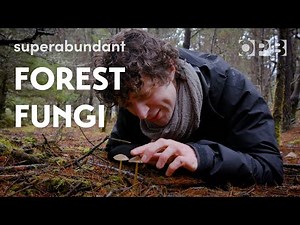 Merlin Sheldrake explores coastal Oregon forest fungi | Superabundant