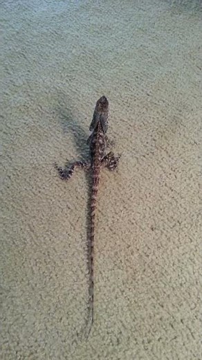 Frilled Dragon Lizard Running on back legs