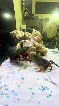 Incredible Mantis Shrimp Want to Attack this Crab with Strong Punch