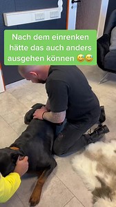 260 reactions · 4 comments | Dog pain #reelsfb #dog #animal #doggo #dogstagram #reels #dogs #animation #house #pain | Vann Zy | Facebook