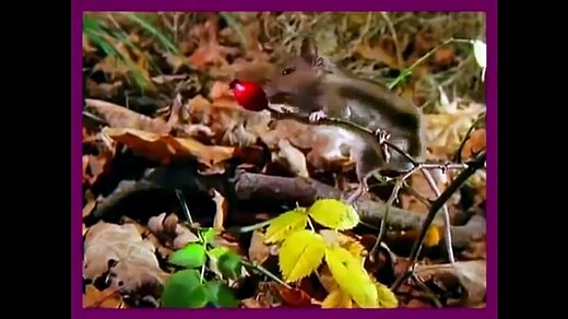 Baby Einstein 09 - Baby Einstein Neighborhood Animals.avi