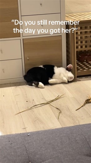 Best Birthday Celebration for My Bunny