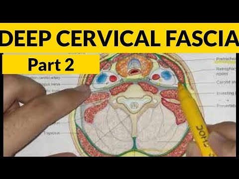 Deep Cervical Fascia - 2 | Pretracheal Fascia | Prevertebral Fascia | Carotid Sheath