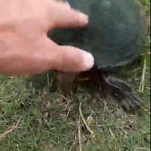 2.8M views · 5.7K reactions | Feeding Fish LIve Shad! | The Fish Whisperer | Facebook