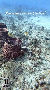 12K views · 372 reactions | Learn about the invasive Lionfish in this informative video | Lionfishextermination | Facebook