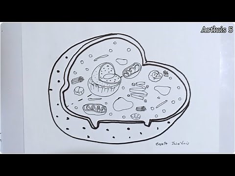 Como Desenhar uma Célula Animal Passo a Passo (nomes na descrição)