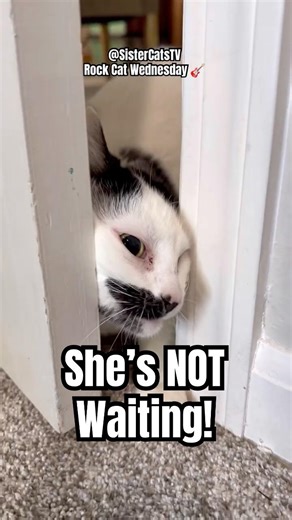 Nai Nai Breaks In 🎸 Rock Cat Wednesday S1 E16 | Sister Cats TV