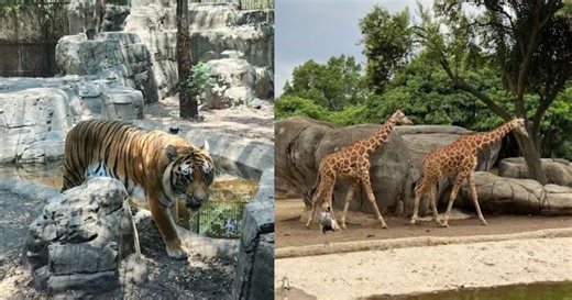 Zoológico de Chapultepec: las visitas guiadas gratis que te harán sentir como en Africam Safari