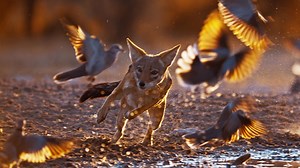 Secrets of Success | Dogs in the Wild