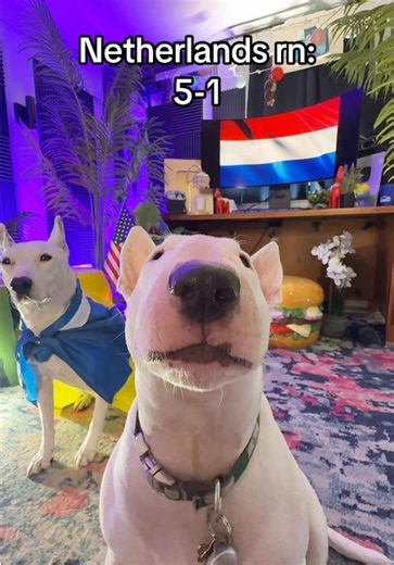 Congrats @OnsOranje 🧡🇳🇱 #netherlands #netherlands🇳🇱 #dutch #worldcup #football