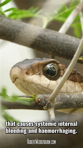 Africa's Most Potent Venom Belongs to This Snake #boomslang #wildlife #venomous