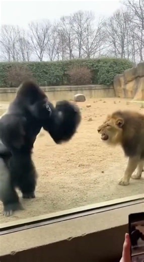 Gorilla Dominates Lion – Viral Animal Showdown #shorts #viral