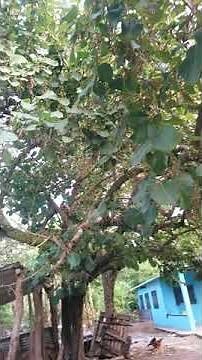 Árbol de Papaturro... **fruta única En El Salvador..👈😉😉