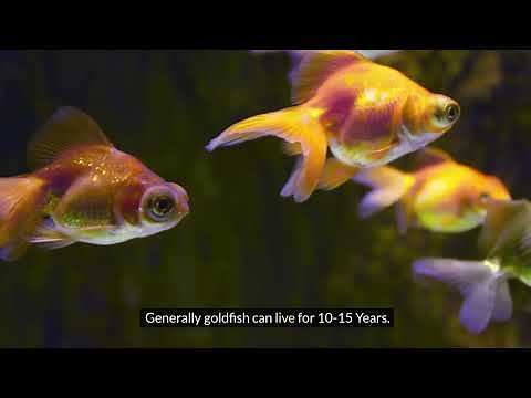 How Long Do Goldfish Live and How To Help Your Goldfish Live Longer