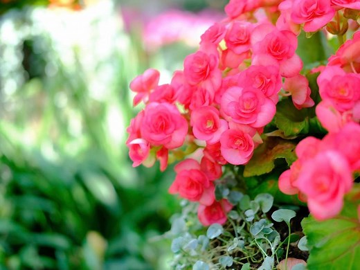 How To Grow And Care For Begonias - Bunnings Australia