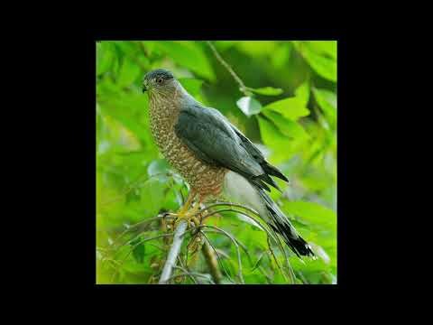 Gracie’s Wisconsin Bird Sounds: Cooper’s Hawk
