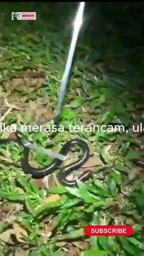 Ular Surup Matahari Bagian 2