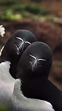 “Razorbill – The Amazing Sea Bird | Wildlife Documentary”#shorts#documentary