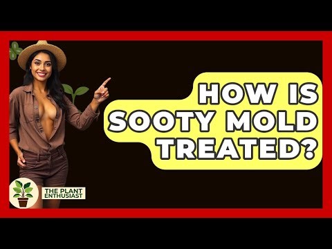 How Is Sooty Mold Treated? - The Plant Enthusiast
