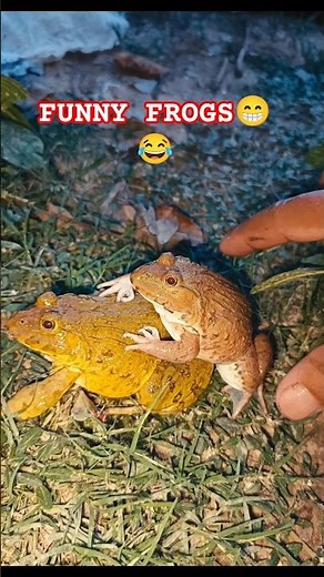 Touching FUNNY FROGS to jump SO FUNNY😁😂 #frog #animals #funny