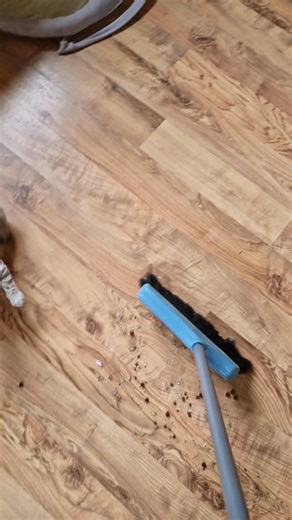 Snow bengal kitten 🤍🐔 #bengal #bengalcat #bengalkitten #bengalbulgaria #snowbengal #bengalkittens #naughtybengals #naughtybynaturebengalcattery #bengalbreeder #bengalcattery #kittens #kitty #sweetkitten #bengalbreeder #бенгалскакотка #бенгал #развъдникнабенгалскикотки #снеженбенгал #бенгалскикотенца #бенгалскикотки #кошка #сребъренбенгал | Plamena Petrova