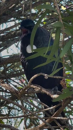 Beautiful Tui Bird sounds 🖤