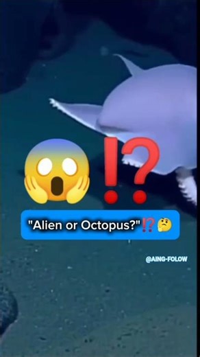 'ALIEN OR OCTOPUS ⁉️🤔