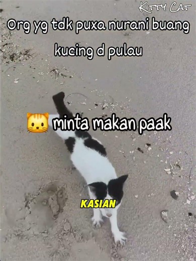 Kucing Ini Dibuang Manusia Di Tengah Pulau Tak Berpenghuni Tanpa Makanan 🐱 #kucing #kucinglucu
