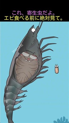 これ、寄生虫だよ。 エビ食べる前に絶対見て。