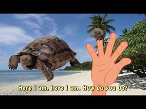 Finger Family Turtle Family Nursery Rhyme Animal Finger Family Sea Finger Family for children