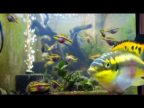 Colourful Kribensis Cichlid Aquarium. Watch their behaviour