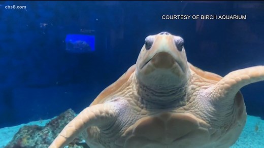 8.7K views · 197 reactions | A turtle that lives in San Diego is believed to be the only one of its kind in the world, with a shell that was printed thanks to three-dimensional technology. That was about five years ago. Now, similar 3D technology is being used to scan the loggerhead. She has gone from 90 to 200 pounds, but she still has the same 3D-printed brace that goes on her shell made. | CBS 8 San Diego | Facebook