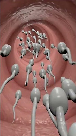 fertilizertion process 3D Animation #humanbody #facts #animation
