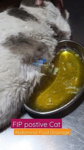 FIP (Feline infectious Peritonitis) In cat