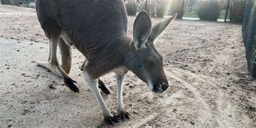 Kansas zoos fight back against viral, misleading AI animal videos