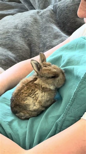 Rabbit doesn’t like to be touched? Try cuddle training. Works on baby bunnies and adult rabbits.