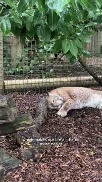 Update on Ursa, our rescued Eurasian lynx, since arriving at the Sanctuary… 🐾